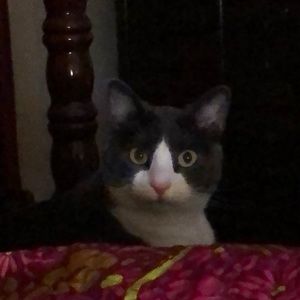 Meet your Posher, Susan